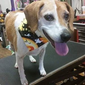 Meet your Posher, Dawn